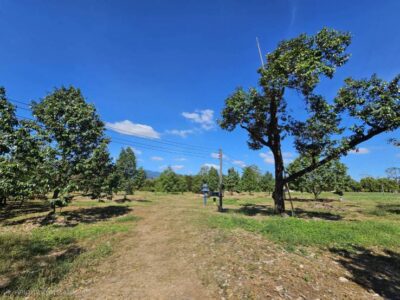 ขายสวนผลไม้ อำเภอขลุง จันทบุรี พร้อมให้ผลผลิต