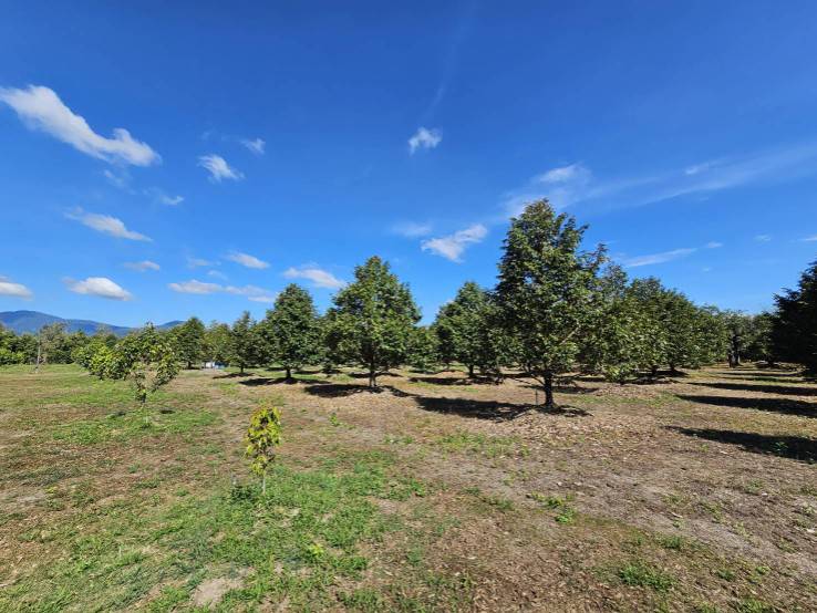 ขายสวนผลไม้ อำเภอขลุง จันทบุรี พร้อมให้ผลผลิต