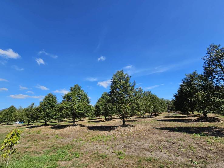 ขายสวนผลไม้ อำเภอขลุง จันทบุรี พร้อมให้ผลผลิต