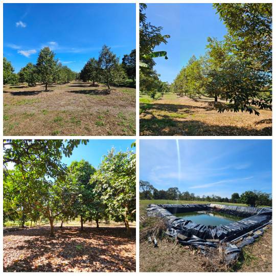 ขายสวนผลไม้ อำเภอขลุง จันทบุรี พร้อมให้ผลผลิต