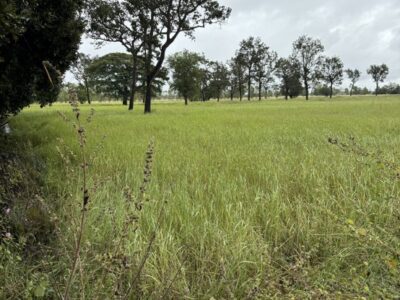 ขายที่นา 12 ไร่กว่า ราคาถูก อ.กันทรารมย์ จ.ศรีสะเกษ เจ้าของขายเอง