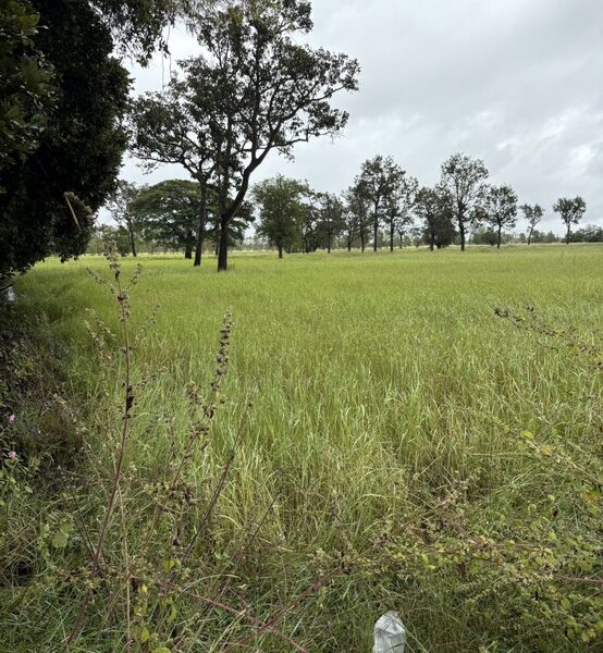 ขายที่นา 12 ไร่กว่า ราคาถูก อ.กันทรารมย์ จ.ศรีสะเกษ เจ้าของขายเอง