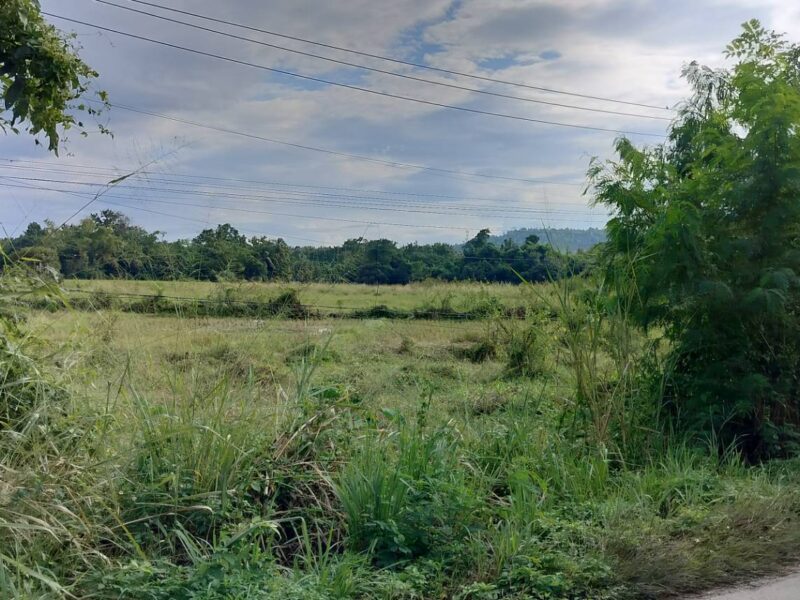 ที่ดินเชียงใหม่ ดอยสะเก็ด ติดถนนใหญ่ทำเลดี เจ้าของขายเอง