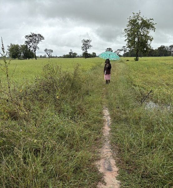 ขายที่นา 12 ไร่กว่า ราคาถูก อ.กันทรารมย์ จ.ศรีสะเกษ เจ้าของขายเอง