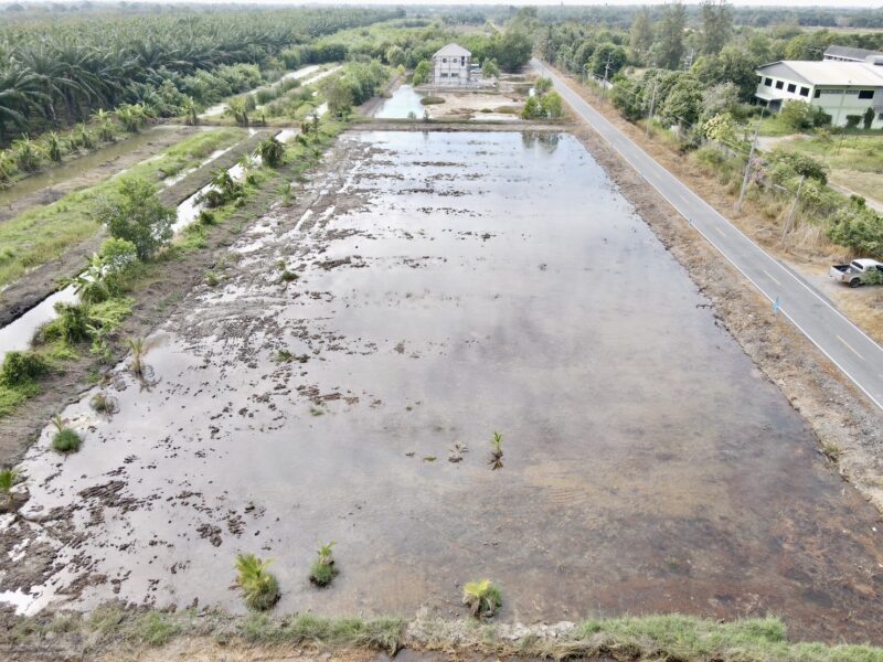 ที่ดินคลอง 9 หนองเสือ ปทุมธานี 200 ตรว. ราคาถูก ทำเลอนาคต เหมาะปลูกบ้าน ทำโกดัง ฟรีค่าโอน