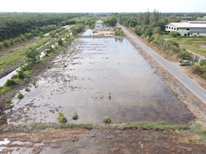 ที่ดินคลอง 9 หนองเสือ ปทุมธานี 200 ตรว. ราคาถูก ทำเลอนาคต เหมาะปลูกบ้าน ทำโกดัง ฟรีค่าโอน