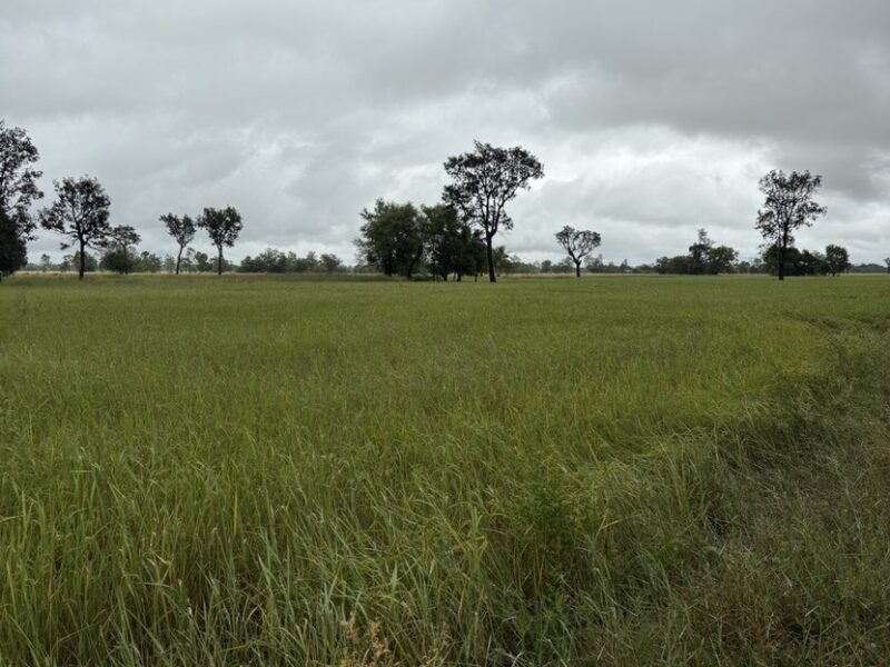 ขายที่นา 12 ไร่กว่า ราคาถูก อ.กันทรารมย์ จ.ศรีสะเกษ เจ้าของขายเอง