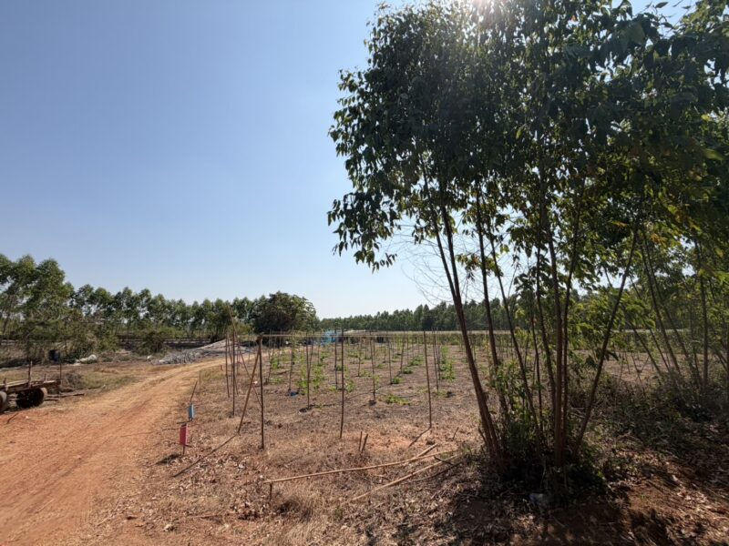 ที่ดินถูกปราจีนบุรี ใกล้เทศบาลกรอกสมบูรณ์ (หลังสนามไดร์ฟกอล์ฟ 304) |ไร่ล่ะ 140,000 บาท ( 51-2-3 ไร่.) ยกแปลง 7.2 ลบ. | ต.กรอกสมบูรณ์ อ.ศรีมหาโพธิ จ.ปราจีนบุรี