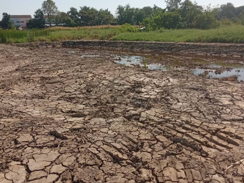 ขายที่ดินเปล่า 525 ตรว. ติดถนนคอนกรีต อยู่ในซอยเทศบาลบางปู 83 ตรงข้ามหมู่บ้านสิวารมย์ 1 และ 2