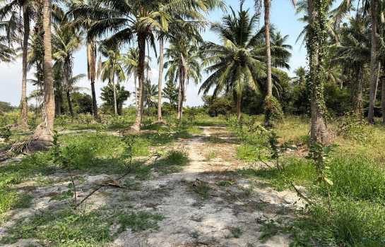 ขายที่ดินพร้อมบ้านสวน 10 ไร่ อ.ชะอำ ใกล้ วิทยาลัยการอาชีพวังไกลกังวล 2