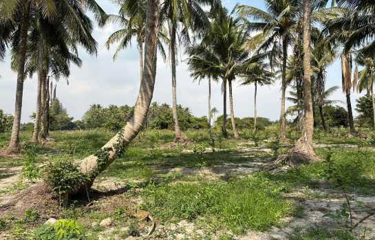 ขายที่ดินพร้อมบ้านสวน 10 ไร่ อ.ชะอำ ใกล้ วิทยาลัยการอาชีพวังไกลกังวล 2