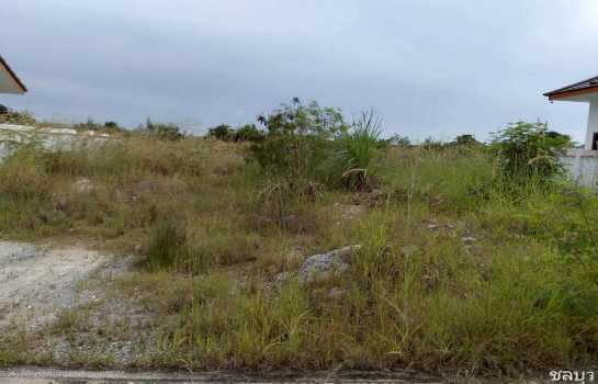 ขาย ที่ดิน หนองหงษ์ พานทอง ชลบุรี 59.2 ตรว ใกล้นิคมอมตะนคร