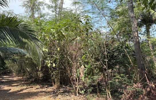 ขายที่ดินพร้อมบ้านสวน 10 ไร่ อ.ชะอำ ใกล้ วิทยาลัยการอาชีพวังไกลกังวล 2