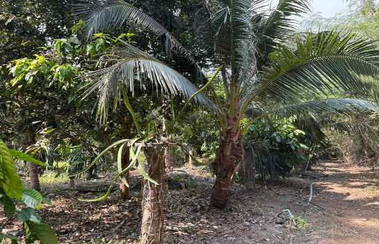 ขายที่ดินพร้อมบ้านสวน 10 ไร่ อ.ชะอำ ใกล้ วิทยาลัยการอาชีพวังไกลกังวล 2