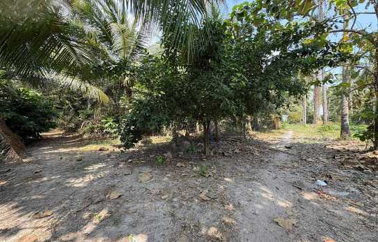 ขายที่ดินพร้อมบ้านสวน 10 ไร่ อ.ชะอำ ใกล้ วิทยาลัยการอาชีพวังไกลกังวล 2