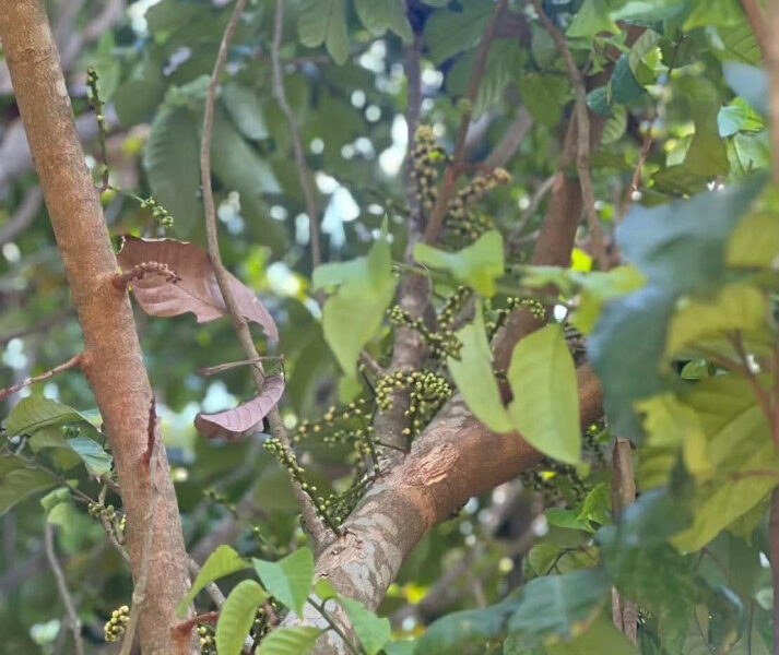 ขายที่ดินพร้อมบ้านสวน 10 ไร่ อ.ชะอำ ใกล้ วิทยาลัยการอาชีพวังไกลกังวล 2