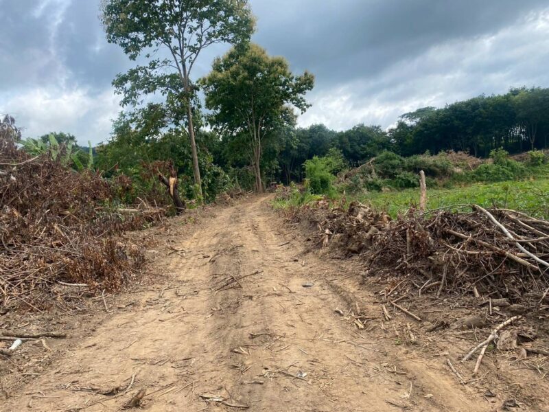 📌 ประกาศขายที่ดิน บ้านศรีดอนมูล อ.เชียงแสน จ.เชียงราย