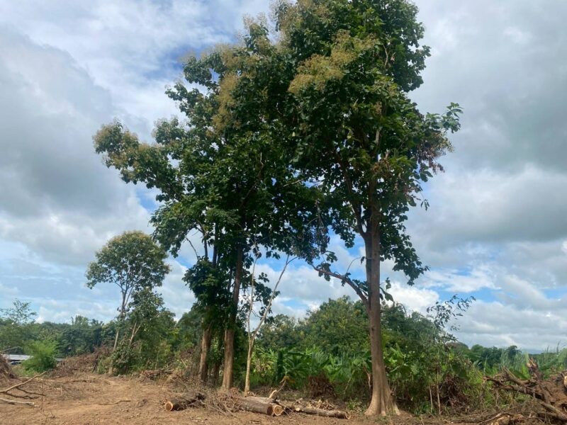 📌 ประกาศขายที่ดิน บ้านศรีดอนมูล อ.เชียงแสน จ.เชียงราย