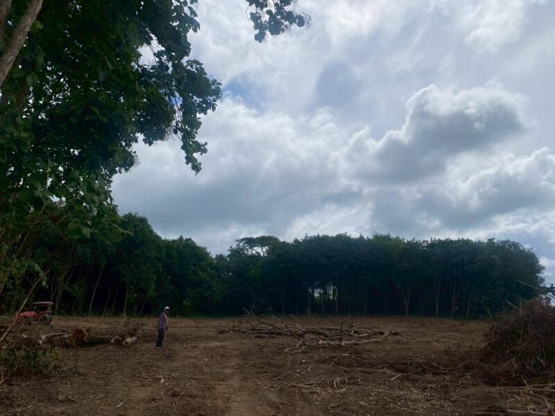 📌 ประกาศขายที่ดิน บ้านศรีดอนมูล อ.เชียงแสน จ.เชียงราย