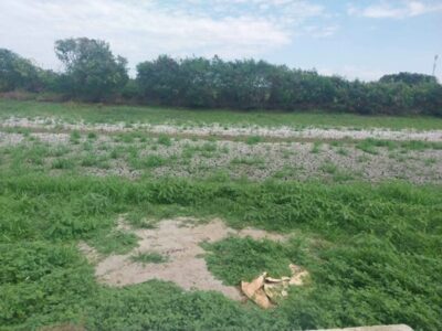 ขายด่วน! ลดกระหน่ำ ถูกสุดๆ ขายที่ดินราคาพิเศษ อ.บางเสาธง จ.สมุทรปราการ สวย ทำเลดี Tel. 092-6869618