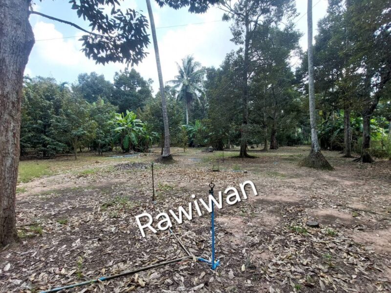 ขายที่ดิน สวนทุเรียนที่ จ.ชุมพร 2 ไร่ 100 ตรว.