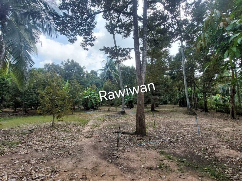 ขายที่ดิน สวนทุเรียนที่ จ.ชุมพร 2 ไร่ 100 ตรว.