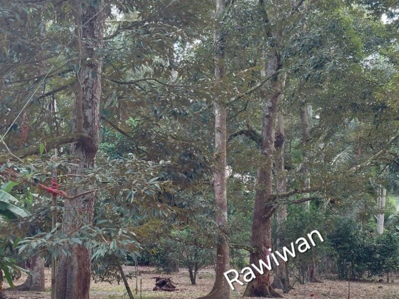 ขายที่ดิน สวนทุเรียนที่ จ.ชุมพร 2 ไร่ 100 ตรว.