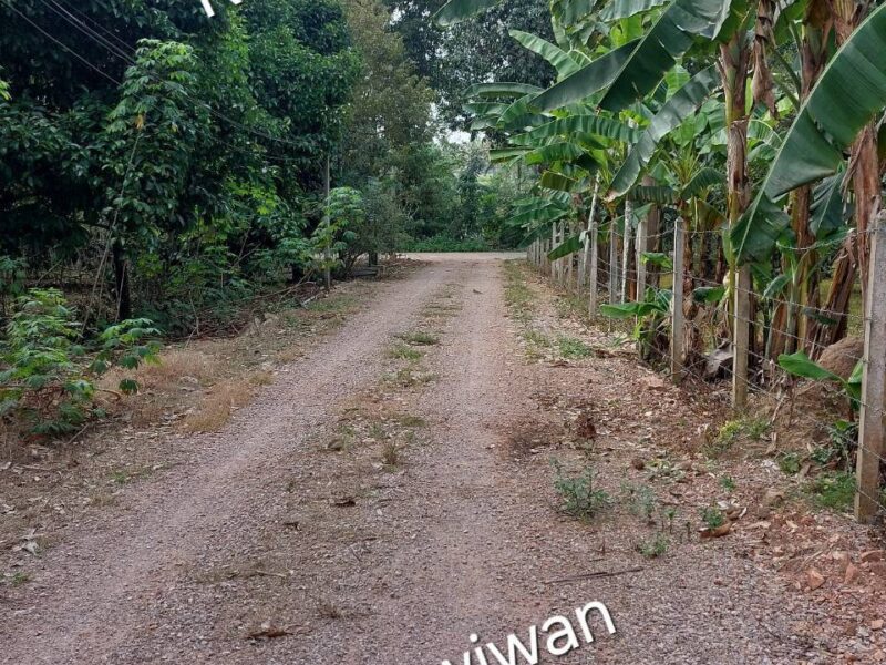 ขายที่ดิน สวนทุเรียนที่ จ.ชุมพร 2 ไร่ 100 ตรว.