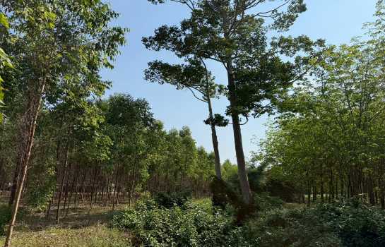 ขาย ที่ดิน ME403 เหมาะบ้านสวน ทำเกษตร เกษียณ ติดคลองน้ำ น้ำไฟครบ เกษตรสุวรรณ บ่อทอง ชลบุรี ขนาด 10 ไร่ มีเพื่อนบ้าน แถมยูคา คนเช่าทำไร่อ้อย