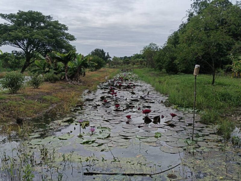 ขายที่ดินทำเลลำลูกกาคลอง 13