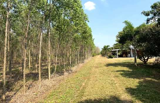 ขาย ที่ดิน ME403 เหมาะบ้านสวน ทำเกษตร เกษียณ ติดคลองน้ำ น้ำไฟครบ เกษตรสุวรรณ บ่อทอง ชลบุรี ขนาด 10 ไร่ มีเพื่อนบ้าน แถมยูคา คนเช่าทำไร่อ้อย