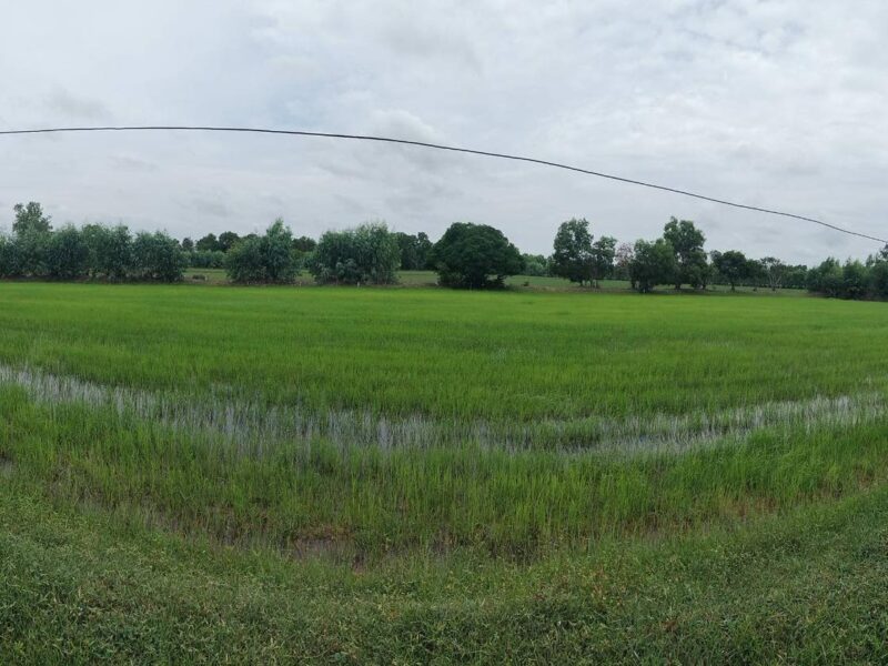 ที่นา 33 ไร่ จังหวัดร้อยเอ็ด บ้านส้มโฮง ราคาต่อรองได้