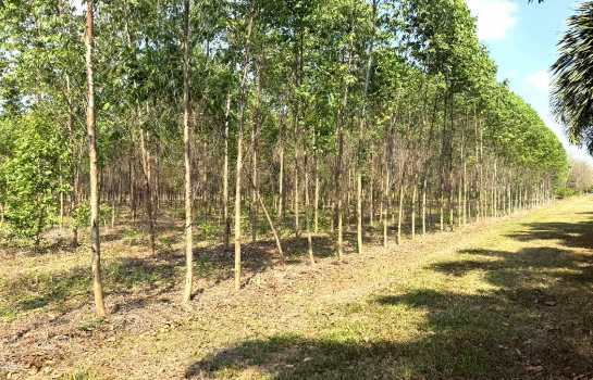 ขาย ที่ดิน ME403 เหมาะบ้านสวน ทำเกษตร เกษียณ ติดคลองน้ำ น้ำไฟครบ เกษตรสุวรรณ บ่อทอง ชลบุรี ขนาด 10 ไร่ มีเพื่อนบ้าน แถมยูคา คนเช่าทำไร่อ้อย