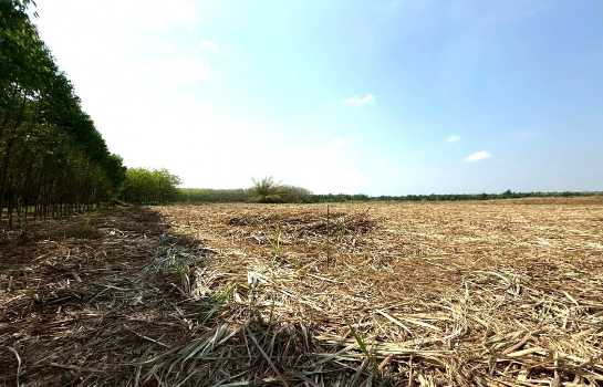 ขาย ที่ดิน ME403 เหมาะบ้านสวน ทำเกษตร เกษียณ ติดคลองน้ำ น้ำไฟครบ เกษตรสุวรรณ บ่อทอง ชลบุรี ขนาด 10 ไร่ มีเพื่อนบ้าน แถมยูคา คนเช่าทำไร่อ้อย