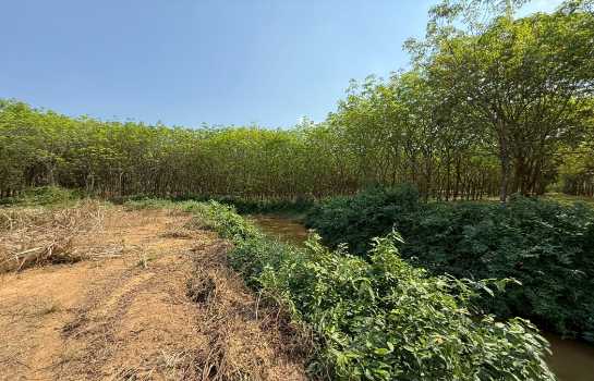 ขาย ที่ดิน ME403 เหมาะบ้านสวน ทำเกษตร เกษียณ ติดคลองน้ำ น้ำไฟครบ เกษตรสุวรรณ บ่อทอง ชลบุรี ขนาด 10 ไร่ มีเพื่อนบ้าน แถมยูคา คนเช่าทำไร่อ้อย