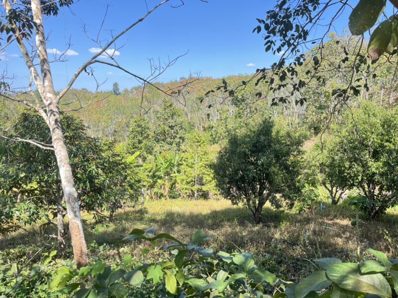🌄 ที่ดินเพื่อการลงทุน ทำเลท่องเที่ยว ทองผาภูมิ
