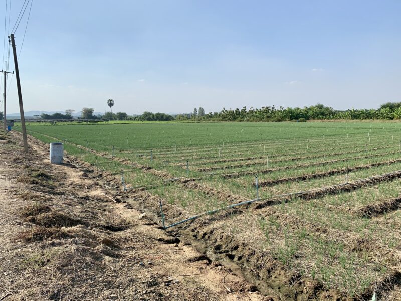 ที่ดินผืนใหญ่ทำเลดี10ไร่ โฉนดครุฑแดงพร้อมโอน ใกล้เทศบาลวังศาลา เข้าออกได้หลายทาง ติดถนนสาธารณะ ใกล้ทางด่วนM81 วิวสวย บรรยากาศดี