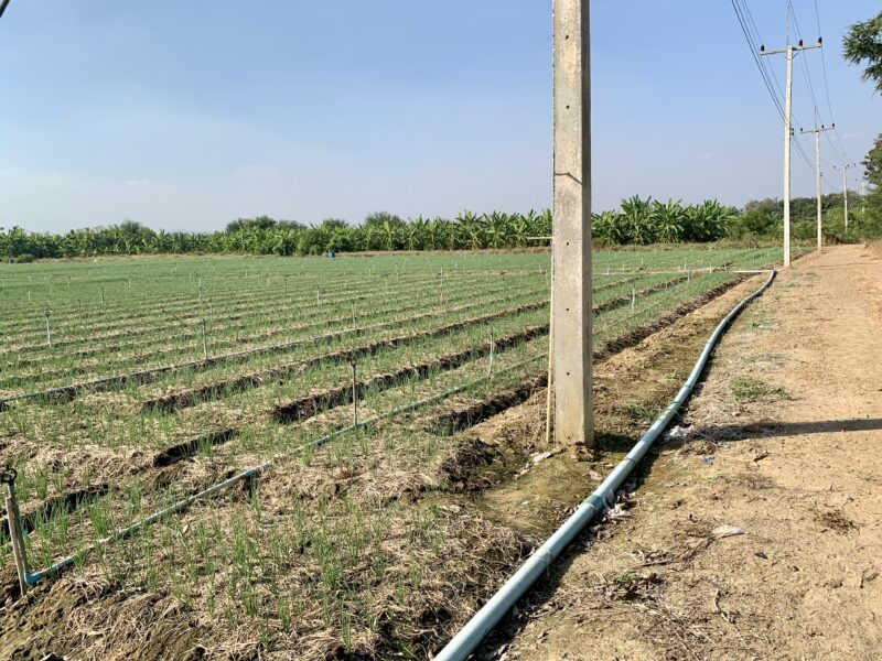 ที่ดินผืนใหญ่ทำเลดี10ไร่ โฉนดครุฑแดงพร้อมโอน ใกล้เทศบาลวังศาลา เข้าออกได้หลายทาง ติดถนนสาธารณะ ใกล้ทางด่วนM81 วิวสวย บรรยากาศดี