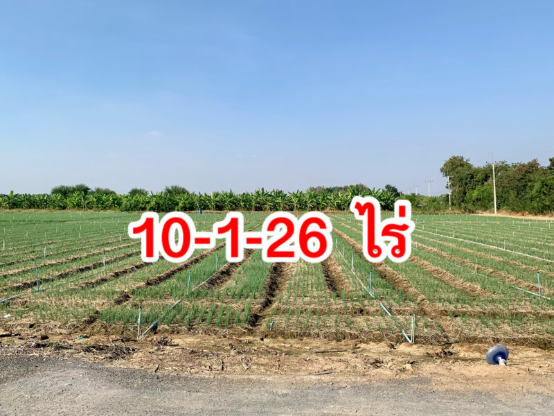 ที่ดินผืนใหญ่ทำเลดี10ไร่ โฉนดครุฑแดงพร้อมโอน ใกล้เทศบาลวังศาลา เข้าออกได้หลายทาง ติดถนนสาธารณะ ใกล้ทางด่วนM81 วิวสวย บรรยากาศดี