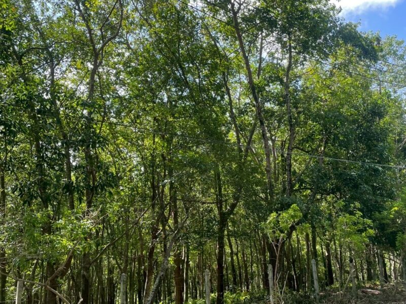 ขายที่ดิน เขาขาด จังหวัดภูเก็ต