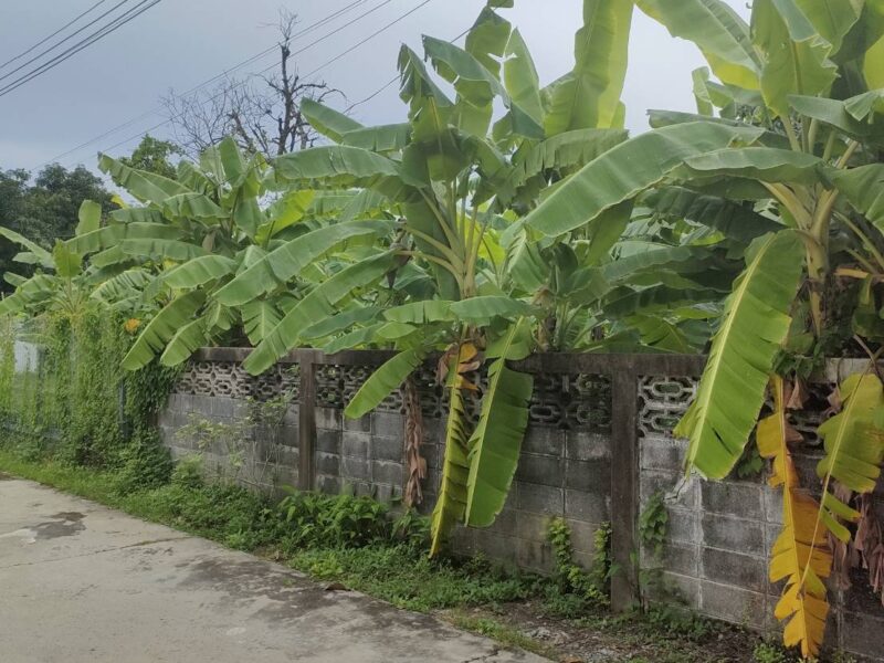 ขายที่ดินเปล่าถมแล้วในถนนลาดพร้าวซอย 48 กรุงเทพมหานคร
