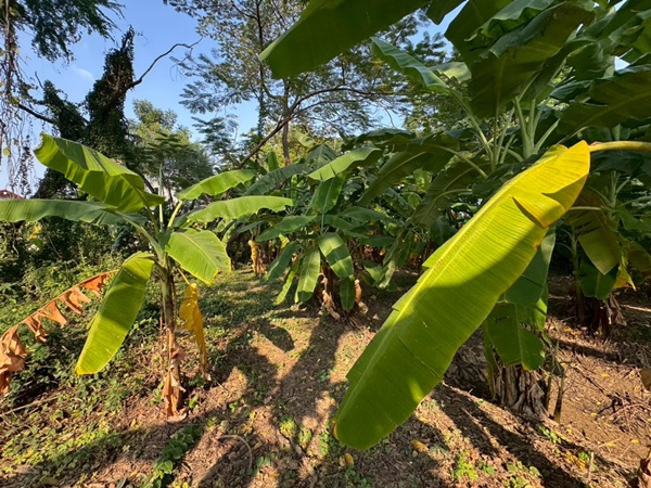 ขายที่ดินพหลโยธิน 35 แยก 19 ซอยสังข์ทอง 9 (พื้นที่สีส้ม) เนื้อที่ 6‑0‑69 ไร่ ใกล้เมเจอร์รัชโยธิน โทร 090-6360022