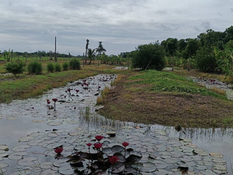 ขายที่ดินทำเลลำลูกกาคลอง 13
