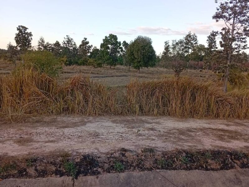 ขายที่นา 31 ไร่ โขงเจียม อุบล ใกล้ตลาดอำเภอ ติดคลองส่งน้ำชลประทาน