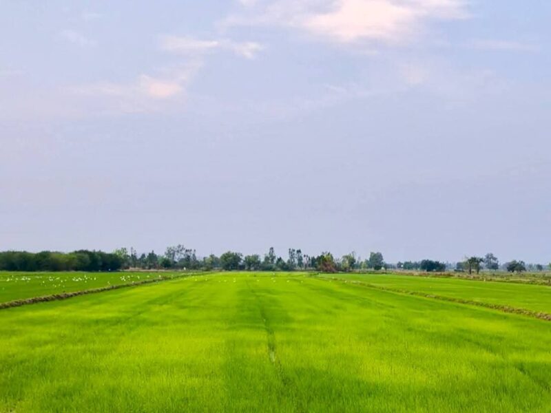 เจ้าของขายเอง 5ไร่ 3งาน