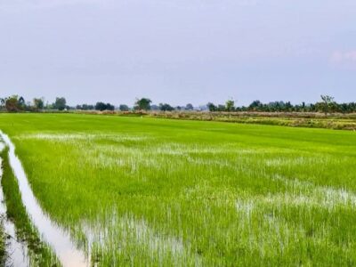 เจ้าของขายเอง 5ไร่ 3งาน