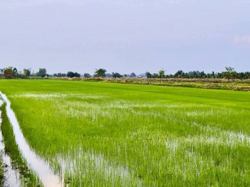 เจ้าของขายเอง 5ไร่ 3งาน