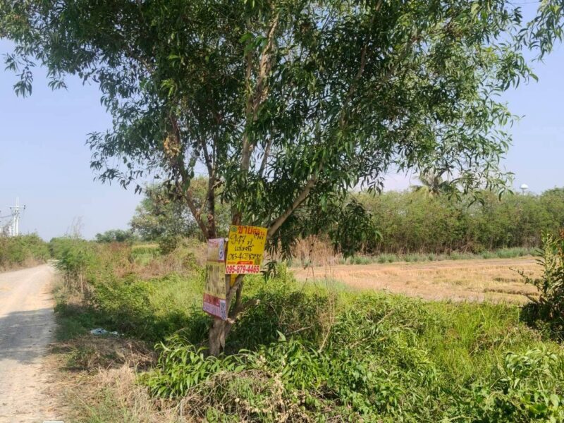 ขายที่ดินใกล้ราชภัฎสวนสุนันทา 947 ตรว ติดด่วน M81 ต.คลองโยง อ.พุทธมณฑล.นครปฐม