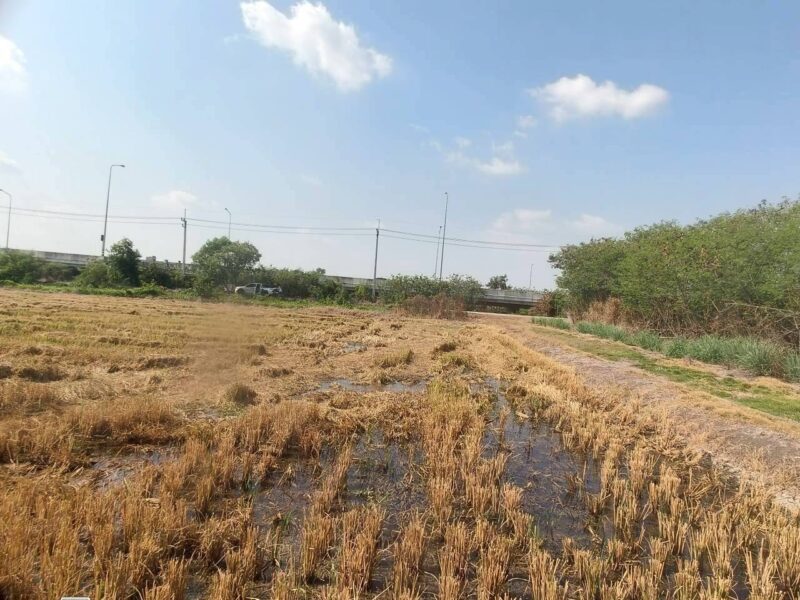 ขายที่ดินใกล้ราชภัฎสวนสุนันทา 947 ตรว ติดด่วน M81 ต.คลองโยง อ.พุทธมณฑล.นครปฐม