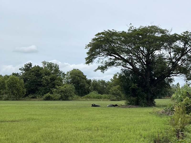 ขายที่ดินเมืองศรีสะเกษ สวยๆ ทำเลดี ราคาไม่แพง สนใจติดต่อได้เลย